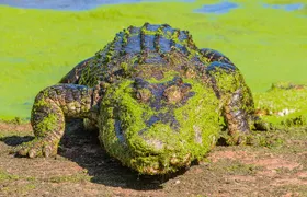 Malcolm Douglas Crocodile Park Tour Including Transportation