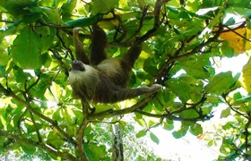 Manuel Antonio National Park Sightseeing and Wildlife Day Tour from San Jose
