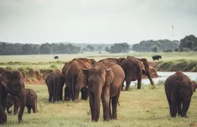 Minneriya National Park Private Safari