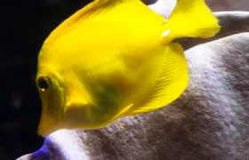 SEA LIFE Oberhausen Ticket Adult