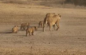 5 Days Group Tour in Tanzania