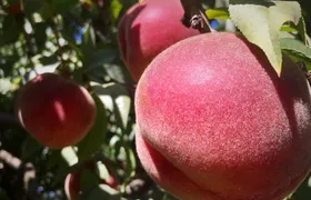 Columbia River Gorge Waterfalls & Mt Hood Tour from Portland, OR