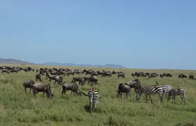 3 Days Serengeti & Ngorongoro Group Camping Safari