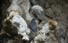 Hong by Starlight Sea Cave Kayaking and Loy Krathong Floating