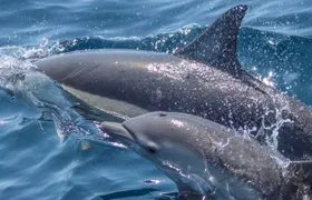 Snorkeling with Dolphins in Trincomalee
