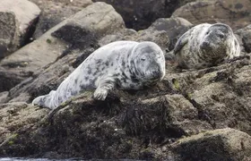 Godrevy to Hell's Mouth Boat Trip
