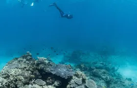 Swim with Humpback Whales - Ningaloo Reef - 3 Islands Whale Shark Dive