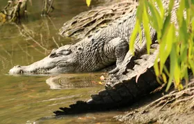 Hartley's Crocodile Adventures Park entrance ticket