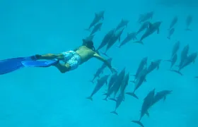 Sataya Dolphin House Snorkel Trip - Marsa Alam