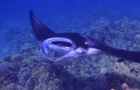Big Island Hawaii Manta Ray Night Dive [English Tour]