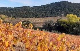 Walks in the heart of the secret vineyards around Collioure, tastings