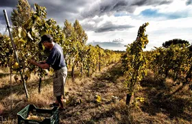 Pranzo nel vigneto della Nonna Benigna