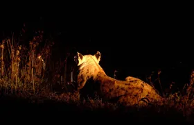 Private Guided Night Drive at Ol Pejeta Conservancy