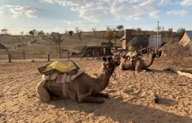 Desert Camel Safari Day Tour In Jodhpur 