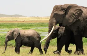 2 Days Tsavo East National Park Tour From Mombasa/Diani (1 Night)