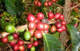 Arenal Volcano Experience Full-Day Tour from San Jose