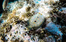 Punta Cana Adults-Only Snorkel tour with Premium Seafood Lunch