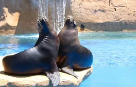 Selwo Marina Benalmádena Park Entrance Tickets