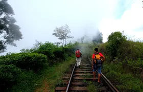 Haputale Tea Estate Walking Tour From Ella