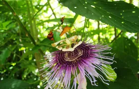 Tulum Archaeological Site & Sian Ka'an Muyil Tour from Tulum