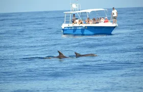 Summer Tour: Dolphin Watching and Guided Snorkeling