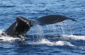 From Maalaea: Whale Watching Tour Aboard the Quicksilver