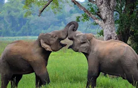 Wasgamuwa Sfari Tour - 03 Days