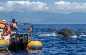 Azores Whale Watching & Islet Boat Tour