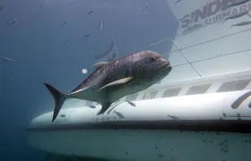 Sindbad Submarines - Hurghada (Egypt) - 2 Hours