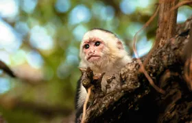 Diamante Eco Park Adventure Pass