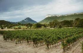 Winetour & food experience in Pic St Loup