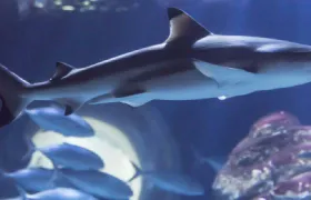 SEA LIFE Paris Aquarium (Child)