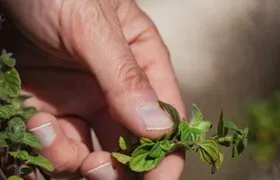 Botanical bitters workshop and nepeta liqueur tasting close to Noto