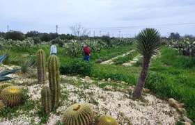 Guided sensorial trek and artisanal bitters workshop close to Noto