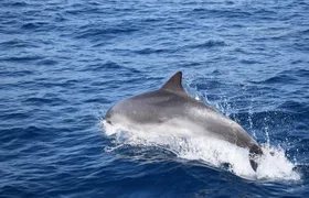 VipDolphins Luxury Whale Watching