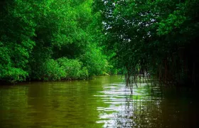 Bentota River Safari By BTM (Mangrove & Wildlife Encounter)