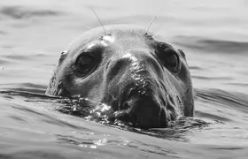 Penzance: Land's End Boat Tour with Wildlife Guides