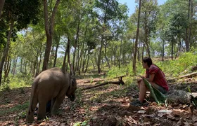 Care Pride Elephants: Full-Day Tour Experience