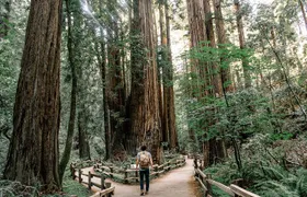 San Francisco, Muir Woods, Sausalito and optional Alcatraz tour