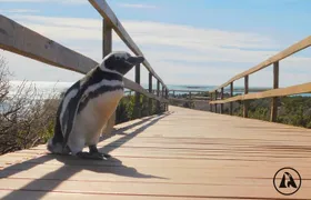 Shore Tours Punta Tombo Cruise Ship Passengers Puerto Madryn