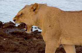 2 Days Safari Tsavo East