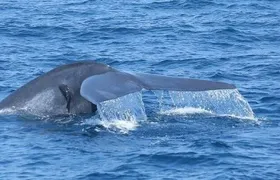 Whale Watching in a yacht in Trincomalee