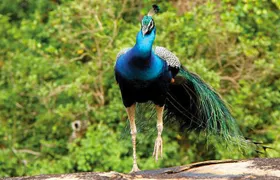 Exclusive : Full Day Leopard Safari at Yala National Park