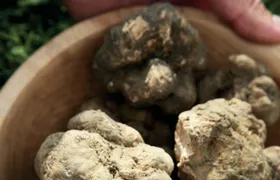 Truffle hunting and bitter tastings with light lunch close to Noto