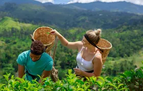 Uva Halpewatte Tea Factory Tour in Ella Sri Lanka