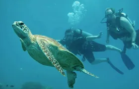 Fast stylish Catamaran in the Great Barrier Reef