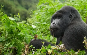 The Great Apes of Uganda and Rwanda
