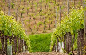 Alsace Wine Route Small Group Half-Day Tour with Tasting from Strasbourg