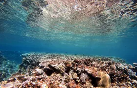 Private Diving Experience in The Heart of Red Sea in Aqaba