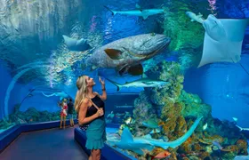 Cairns aquarium and small group city sightseeing tour